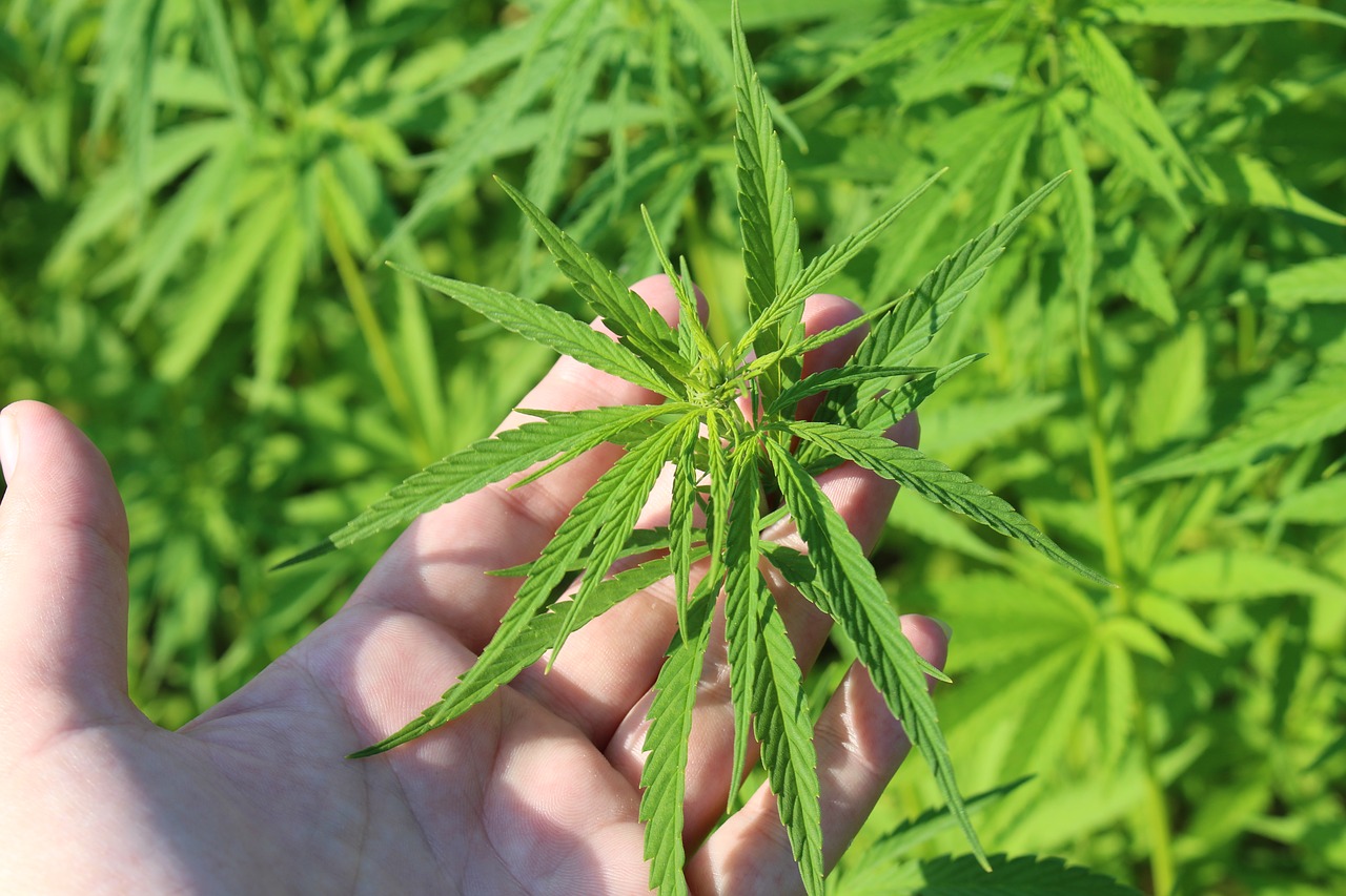 Hemp Pre-Rolls