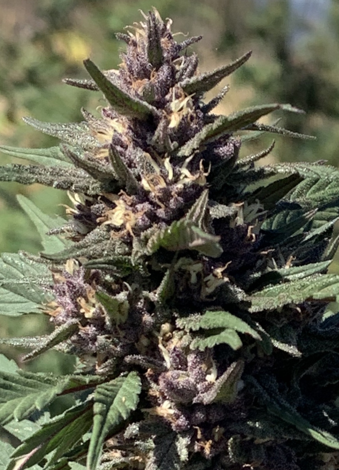appleberry-cbd-hemp-seeds-PurpleBpic